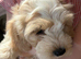 Bichon Cockachon pupies