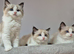 3 Tica Registered Males For Sale. Ready Now