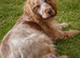 7 beautiful chocolate verities show-type cocker spaniel extensively health tested parents