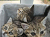 British shorthair Ready to leave