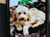 male cockapoo