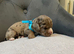 Working  cocker spaniel pups