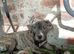 Presa Puppy For sale Female