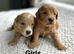 Lovely light and dark puppies ready from 26.6.26