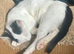 Female kitten ready for her forever home.
