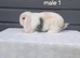 Beautiful purebred mini lops