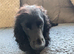 6 beautiful cocker spaniel