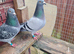 Janssen pigeons