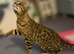 Pure pedigree bengal kittens