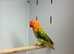 Love birds