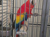 Scarlet macaw