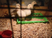 4 Golden Brahma chicks for sale 2 weeks old £20 for the 4