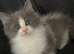 Maine Coon / Ragdoll Kittens