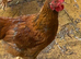 Hen