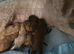 Miniature Labradoodle Litter
