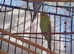 exbcision baby budgie for sale ready to hand tame   father is a show bird very fit bird will grow in to a beautiful bird ️