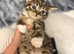 Beautiful kittens looking for a home