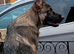 8 month old handsome male German shepherd