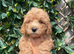 Beautiful Cavapoochon puppies