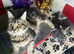Maine coon pure American kittens