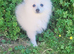 Beautiful White Female Pomeranian Puppy Looking for Her Forever Home