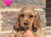 Working cocker spaniel