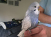 Baby budgies