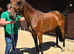 Super smart Irish Sports Horse Gelding 8