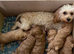 Cavapoo puppies