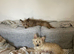 Westie cross Cairn terrier male puppies