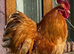 Pekin Bantam cockerels in need of new homes