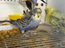 Helicopter budgies