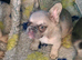STUNNING FLUFFY FRENCH BULLDOGS!!!