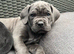 Cane Corso Puppies &ndash; 3 Females & 1Males