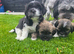 6 &frac12; weeks old. Lhasa apso girl. Mum n dad can be both seen.