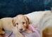 Gorgeous Cockapoo pups