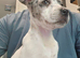 beautiful staffy female puppy