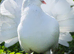 Pigeons for sale