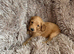 7 handsome cockapoo boys looking for there forever homes