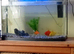 Tank and three Goldfish