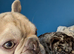 Teddy the beautiful french bulldog
