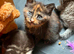 Grey tabby tortie kittens