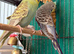 Young Budgies 8 to 10 Weeks Old Available Runcorn Area