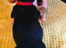 Miniature Jackshund