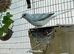 Pairs Diamond doves for sale
