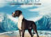 Stunning boy great dane stud only