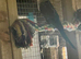 Blackwing hen