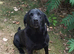 Beautiful Labrador Puppies Looking for Loving Homes