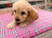 Beautiful Cavapoo puppies