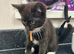 Kittens looking for their forever home